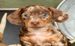 Miniature Dachshund dogs for sale: Gunner - Image 3
