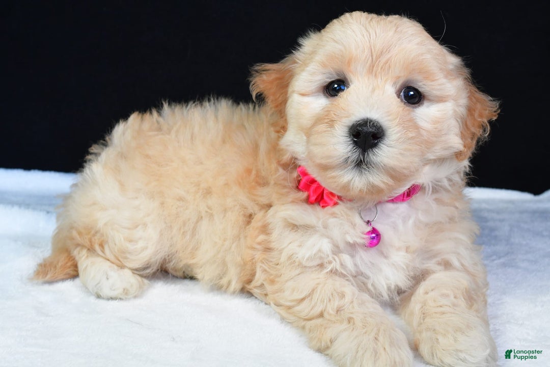 Maltipoo dogs for sale: Brook - Image 5