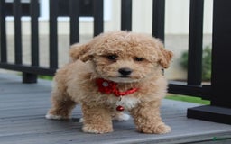 Bichpoo dogs for sale: Archie - Image 2