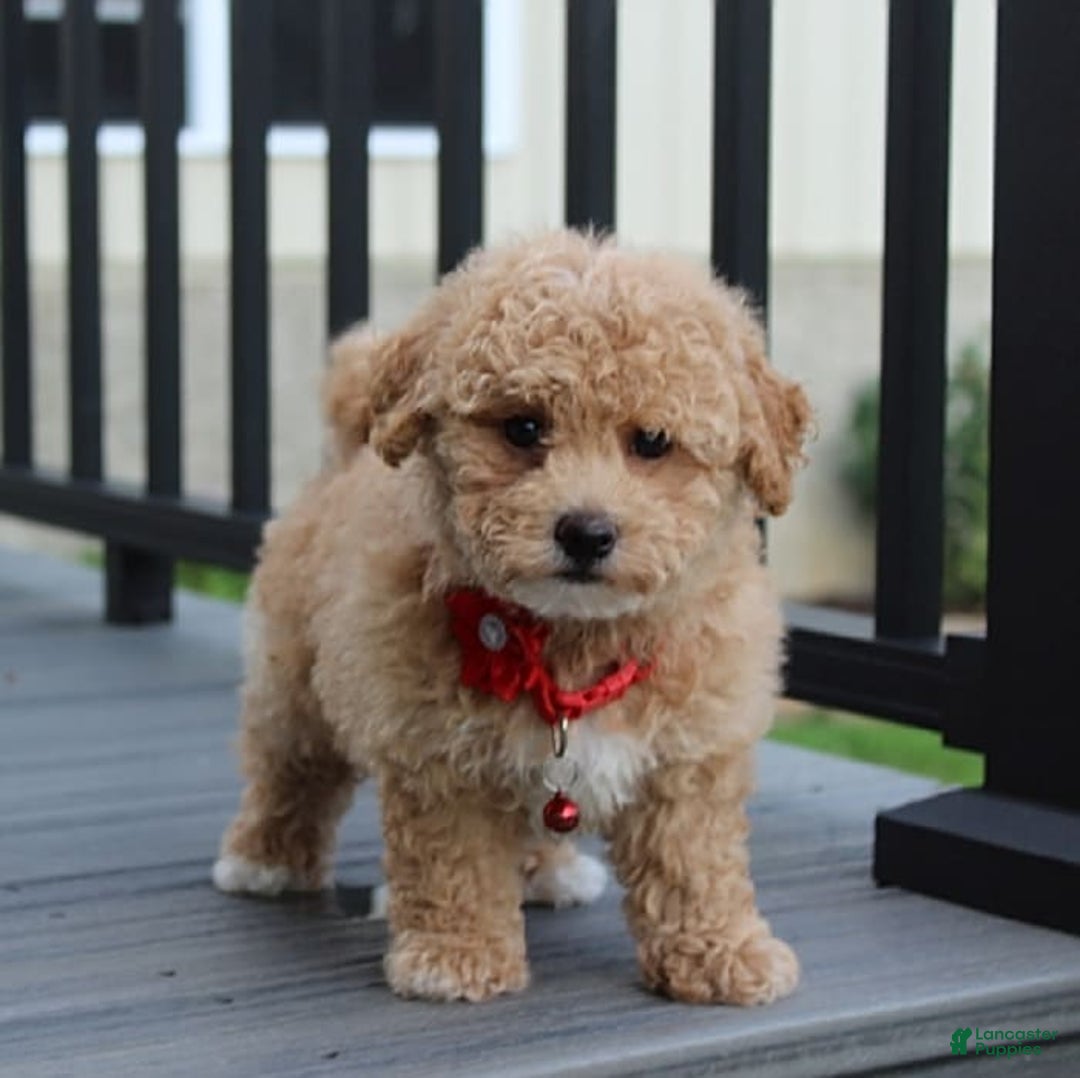 Bichpoo dogs for sale: Archie - Image 2