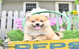 Pomeranian dogs for sale: Carmen - Image 6