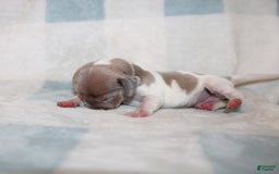 Miniature Dachshund dogs for sale: Maverick - Image 6