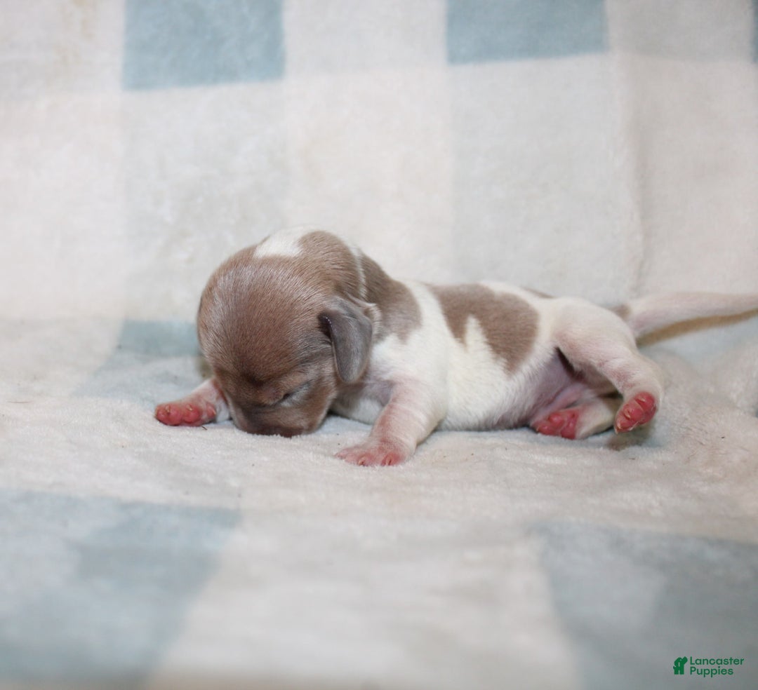 Miniature Dachshund dogs for sale: Maverick - Image 6