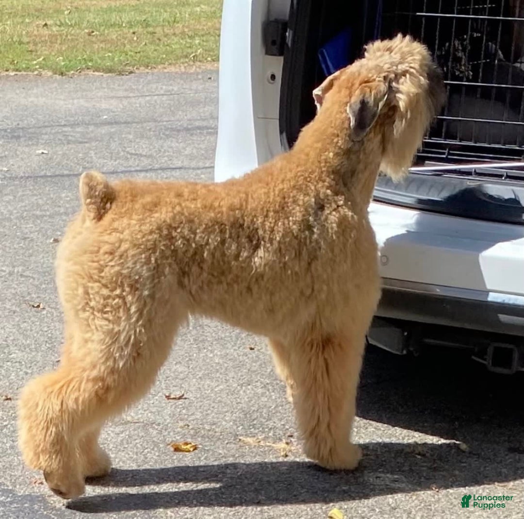 Bouvier Des Flandres dogs for sale: Desert Diamonds Prowling Lion - Image 1