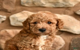 Miniature Poodle dogs for sale: Bubbles - Image 2