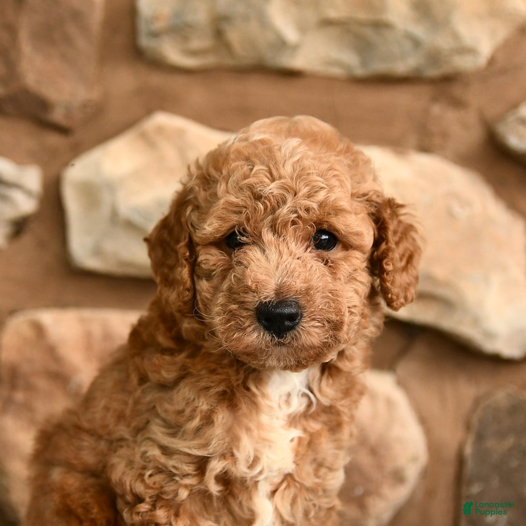 Miniature Poodle dogs for sale: Bubbles - Image 2