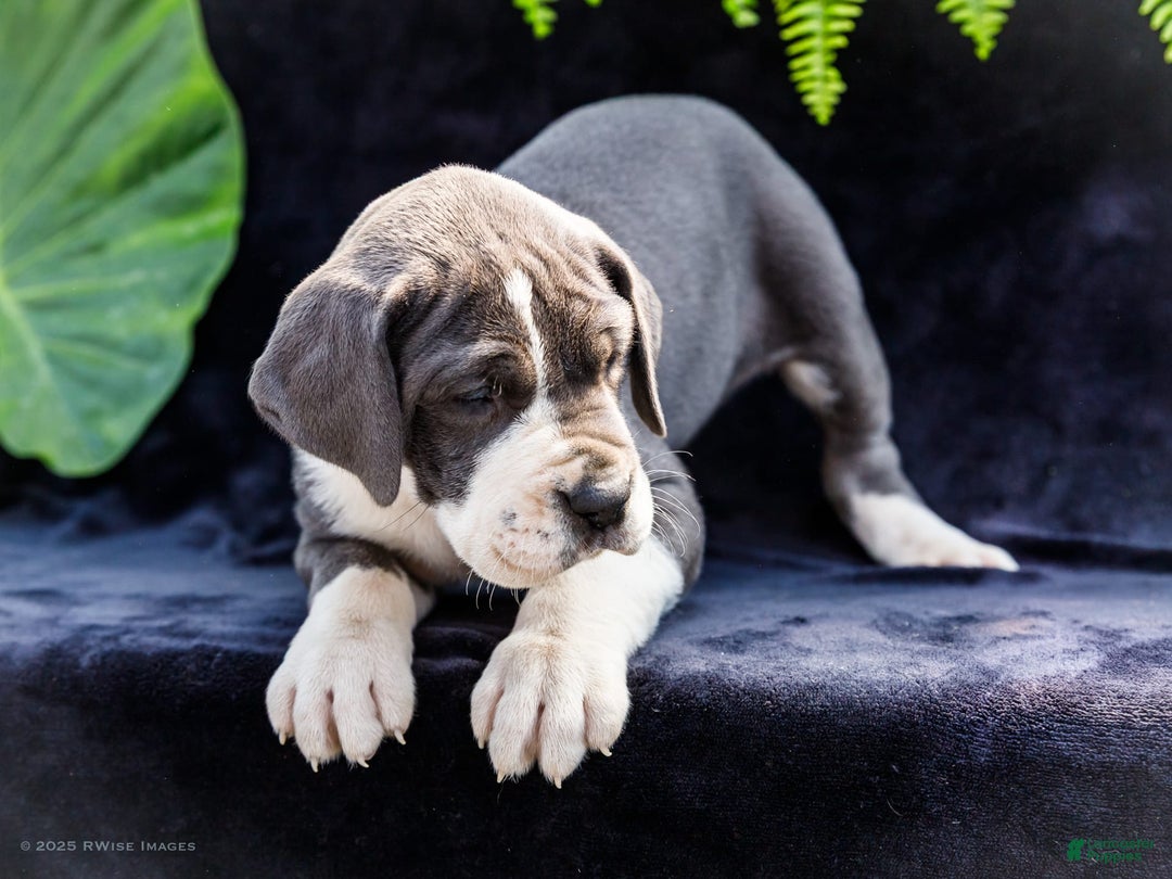 Great Dane dogs for sale: Missy - Image 4