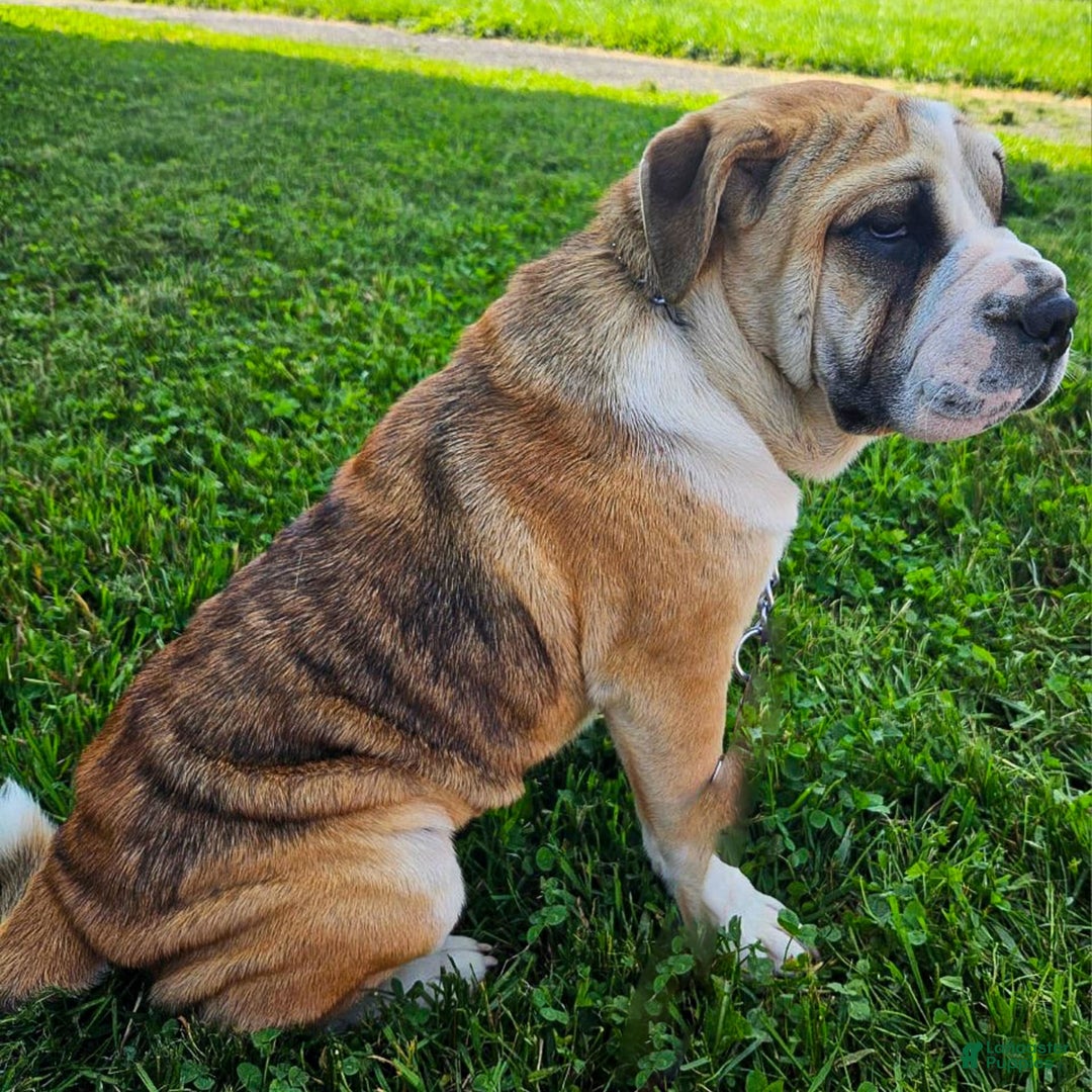 Puggle dogs for sale: Tammy - Image 6