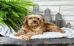 Yorkiepoo dogs for sale: Maddi - Image 2