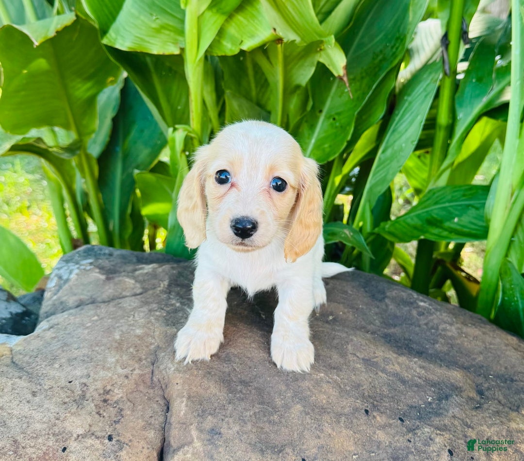 Miniature Dachshund dogs for sale: Carrie LH - Image 4