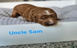 Goldendoodle dogs for sale: Goldendoodle 8 puppies - Image 4