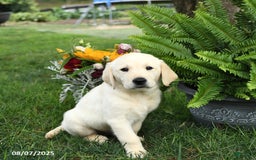 Goldador dogs for sale: Sterling - Image 2