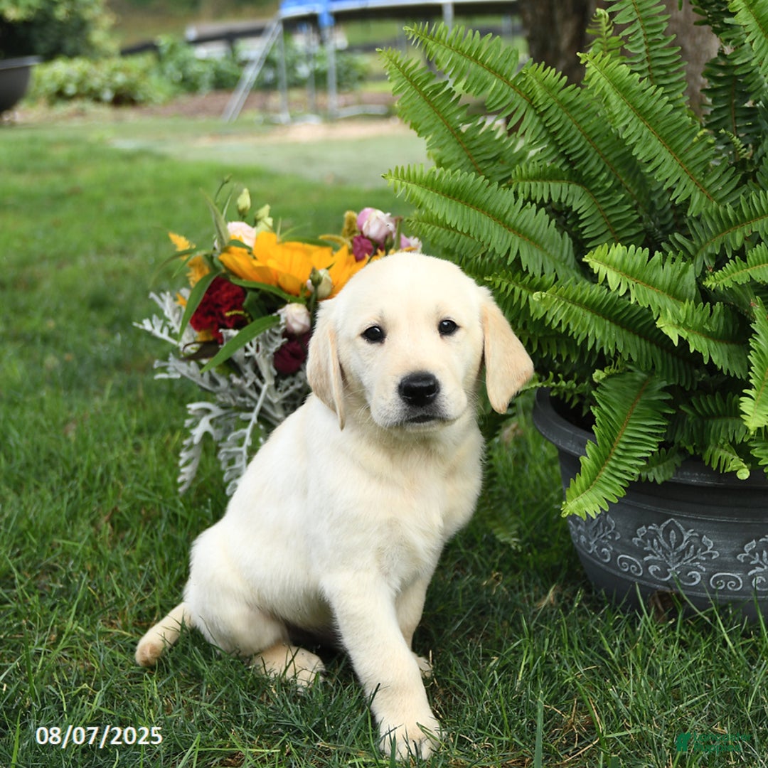 Goldador dogs for sale: Sterling - Image 2