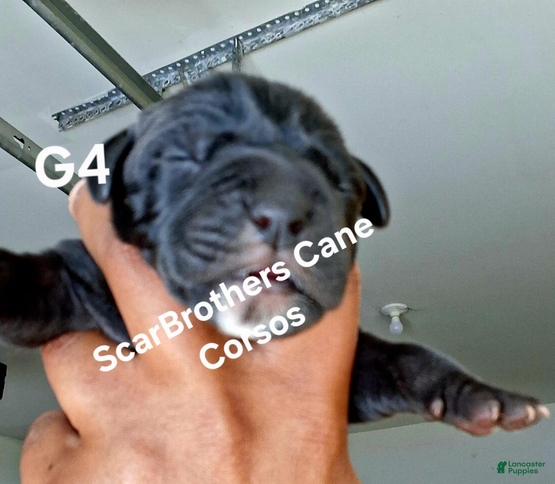 Cane Corso dogs for sale: Black - Image 3
