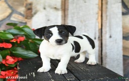 Jack Russell Terrier dogs for sale: Rusty - Image 2