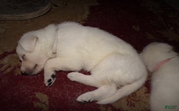 German Shepherd dogs for sale: Duchess - Image 2
