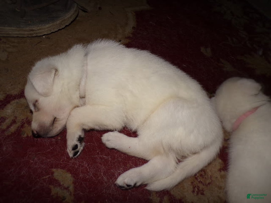German Shepherd dogs for sale: Duchess - Image 2