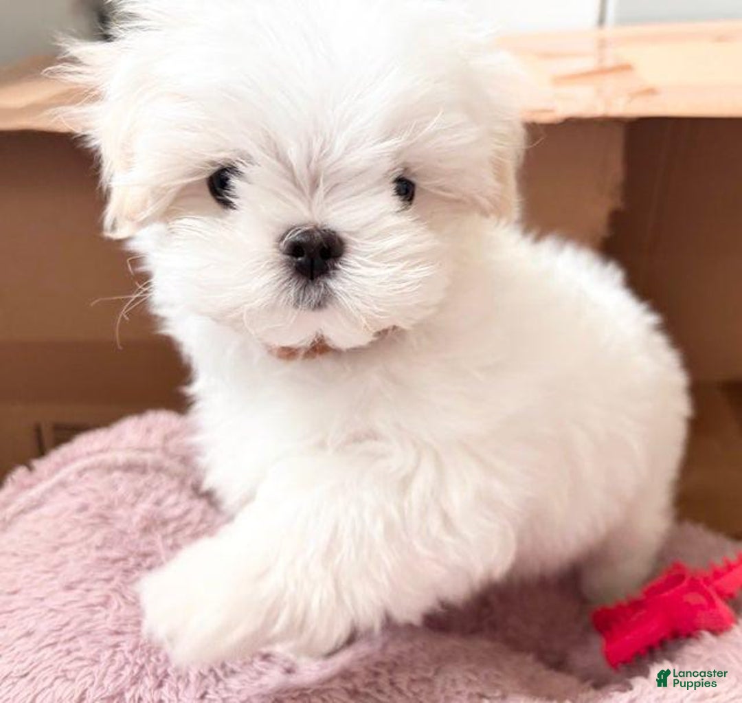Maltese dogs for sale: Leo - Image 3