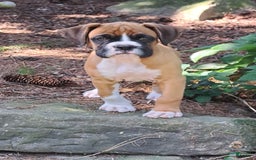 Boxer dogs for sale: Ozzy - Image 3