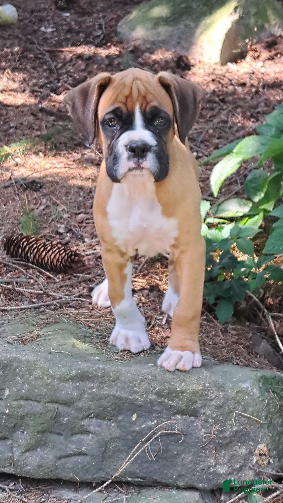Boxer dogs for sale: Ozzy - Image 3