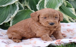 Mini Goldendoodle dogs for sale: Alfonso - Image 5