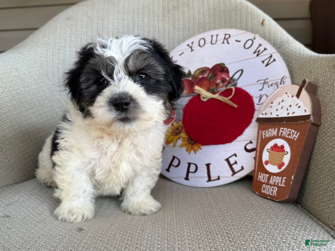 Teddy Bear dogs for sale: Firecracker - Image 6
