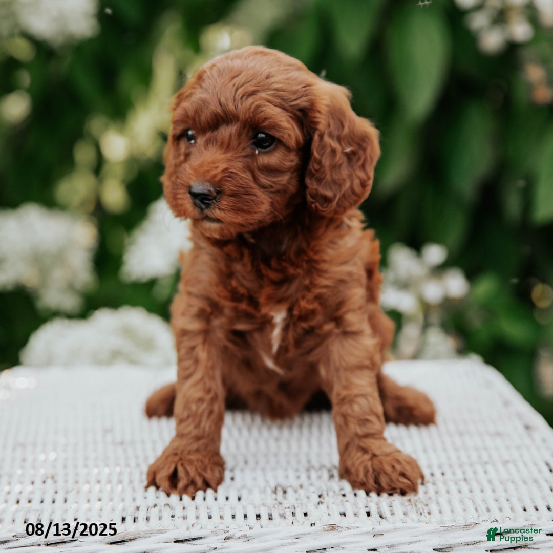Cavapoo dogs for sale: Tequila - Image 3