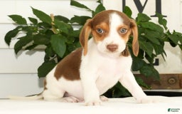 Beagle dogs for sale: Porter - Image 6