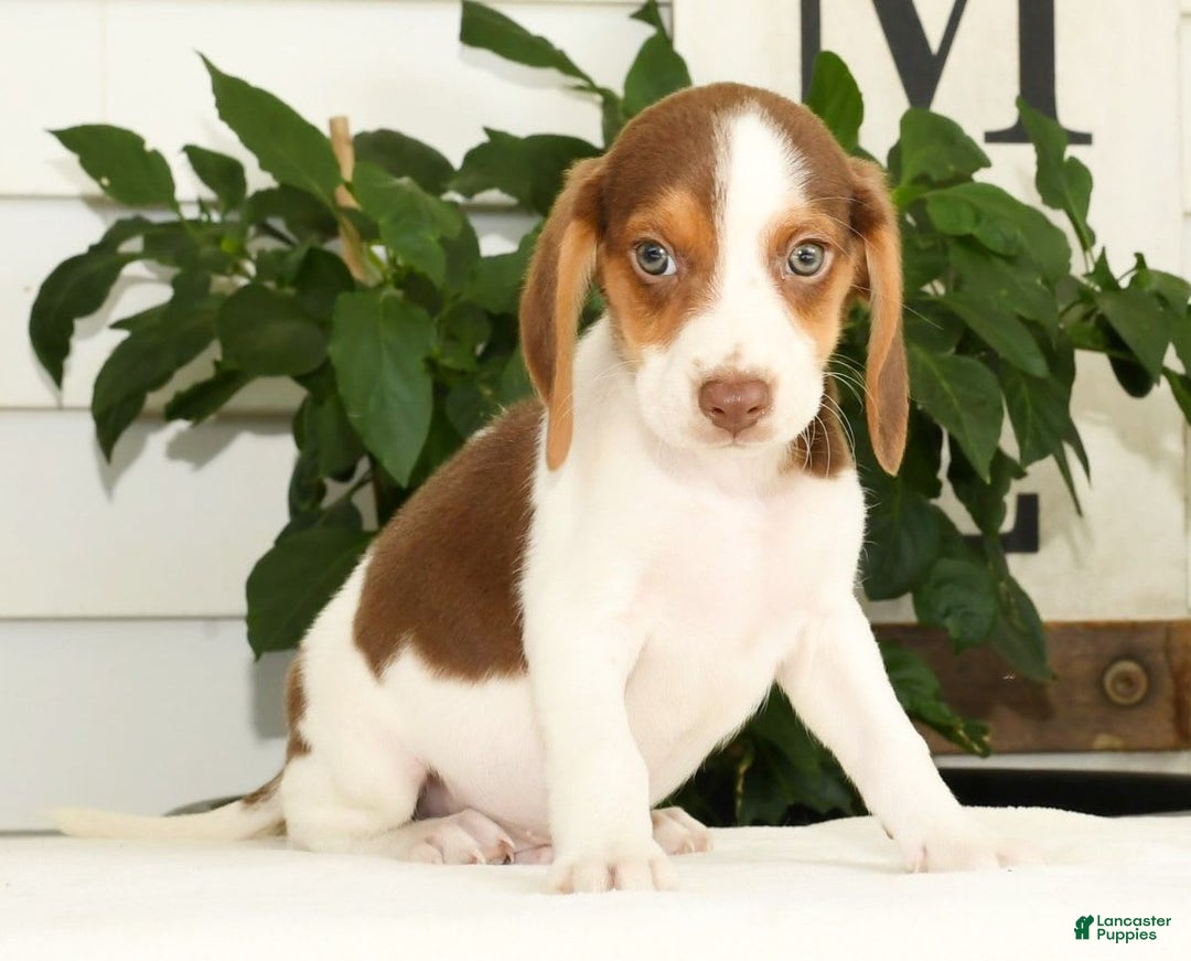 Beagle dogs for sale: Porter - Image 6