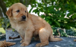 Golden Retriever dogs for sale: Logan - Image 1