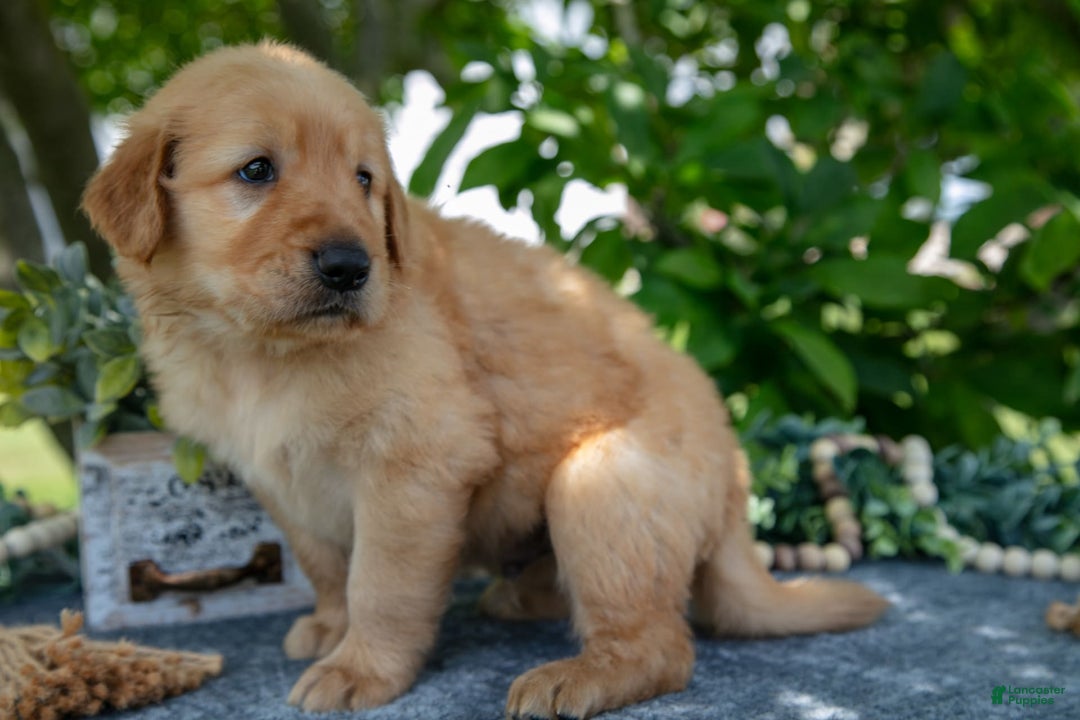 Golden Retriever dogs for sale: Logan - Image 1