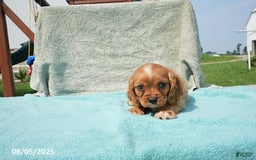 Cavalier King Charles Spaniel dogs for sale: Gail - Image 2