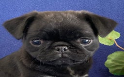 Pug dogs for sale: Delton - Image 5
