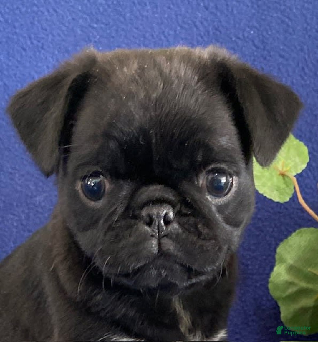 Pug dogs for sale: Delton - Image 5