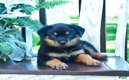 Rottweiler dogs for sale: Paige - Image 2