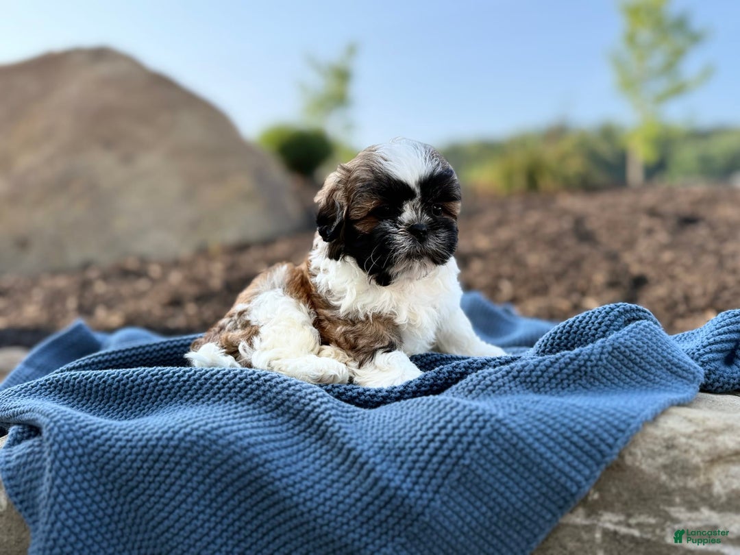 Shih Tzu dogs for sale: Apollo - Image 2