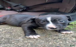 American Pit Bull Terrier dogs for sale: Cookie - Image 1