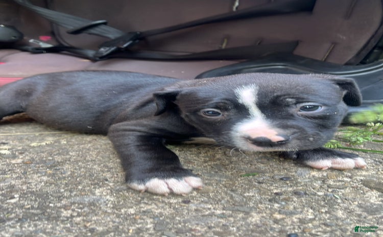 American Pit Bull Terrier dogs for sale - Ad 1