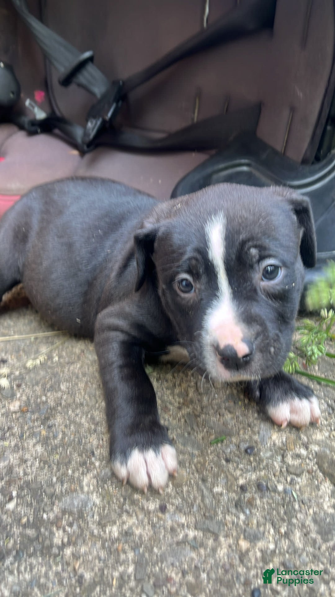 American Pit Bull Terrier dogs for sale: Cookie - Image 1