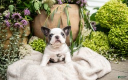 French Bulldog dogs for sale: Honey - Image 12