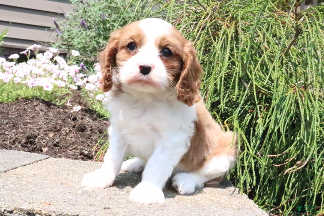 Cavalier King Charles Spaniel dogs for sale: Roxy - Image 1