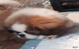 Pekingese dogs for sale: Charlie - Image 12