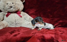 Miniature Dachshund dogs for sale: DOTTIE - Image 3