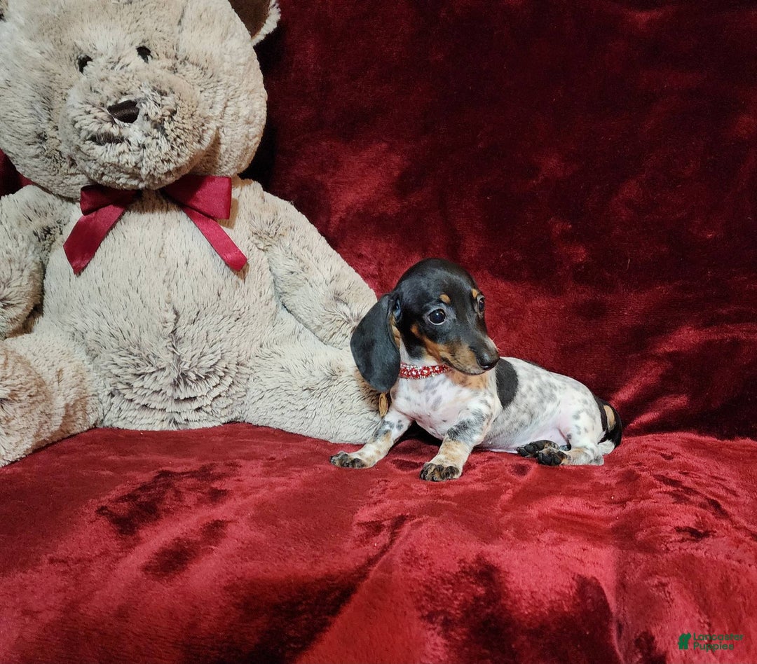 Miniature Dachshund dogs for sale: DOTTIE - Image 3