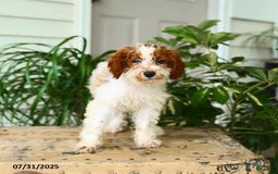 Mini Goldendoodle dogs for sale: Ginger - Image 5
