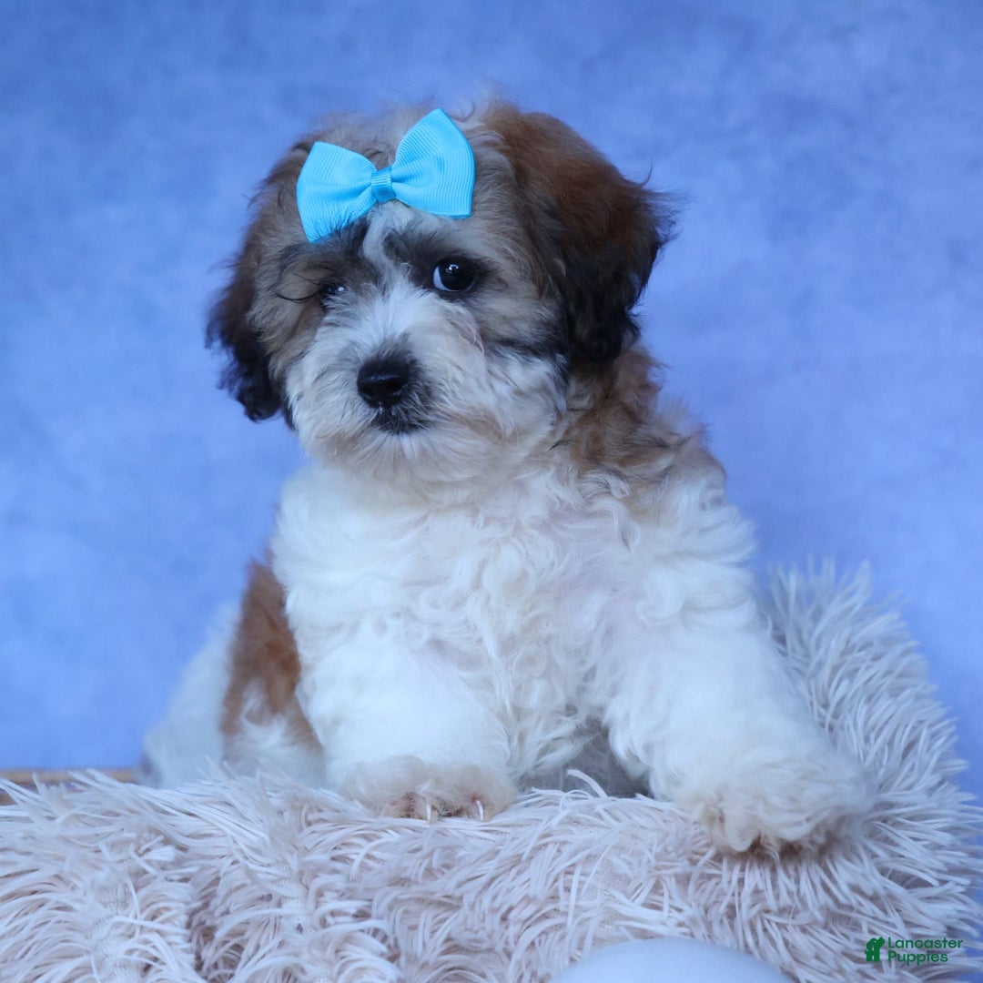 Shihpoo dogs for sale: Hunter - Image 15