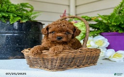 Toy Poodle dogs for sale: Nollie - Image 4
