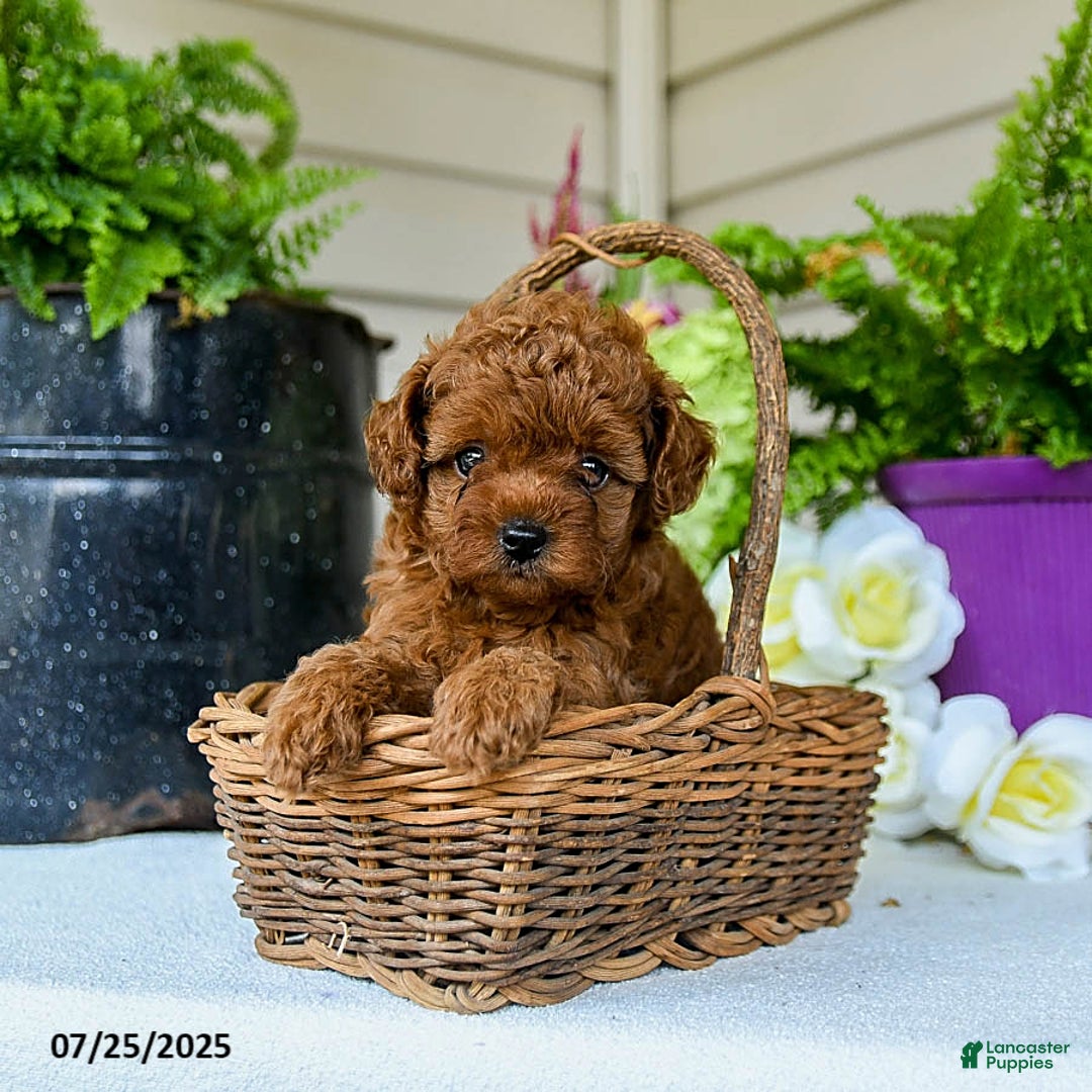 Toy Poodle dogs for sale: Nollie - Image 4