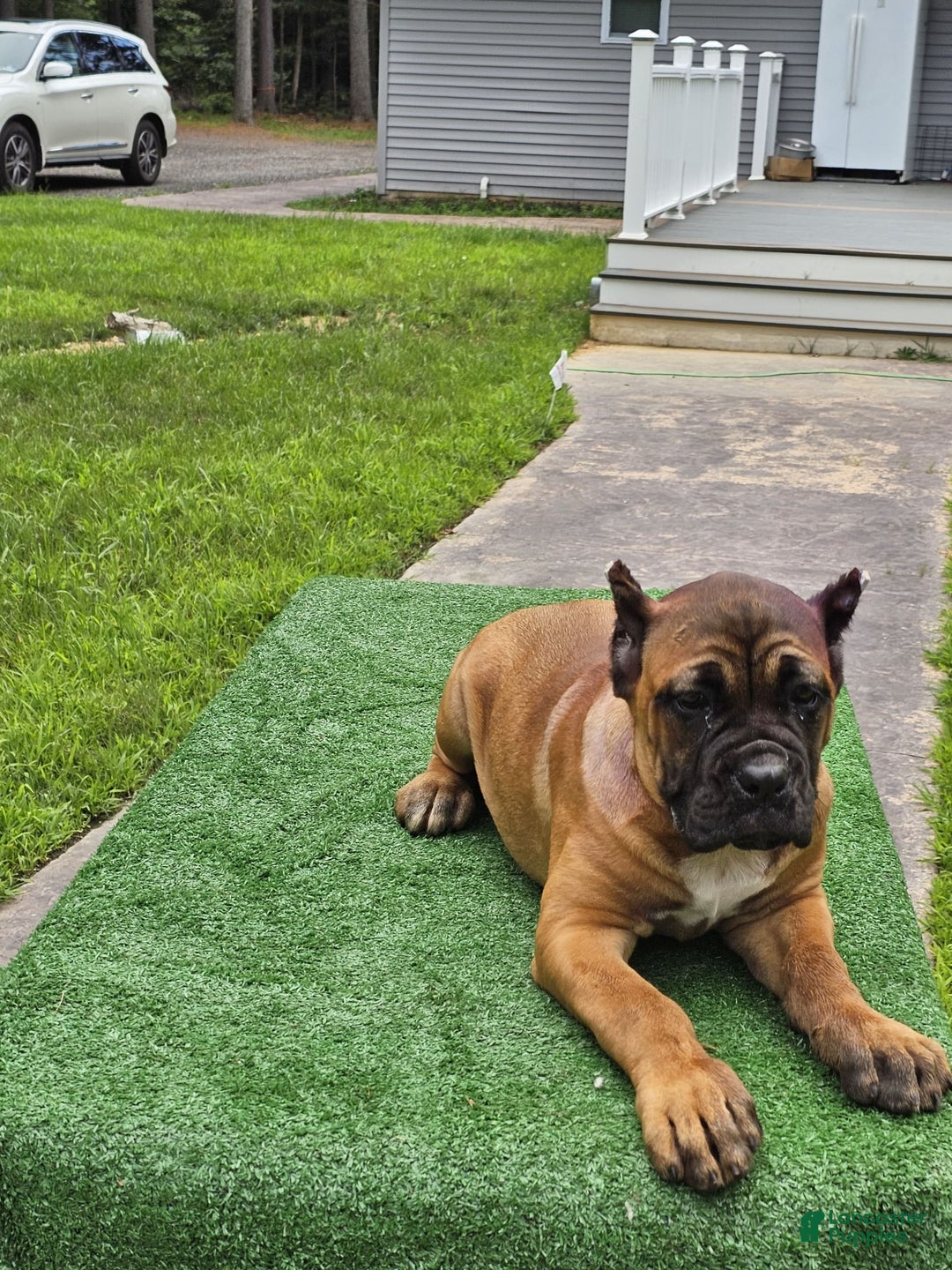 Cane Corso dogs for sale: Coco - Image 18