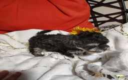 Maltipoo dogs for sale: Olive - Image 7